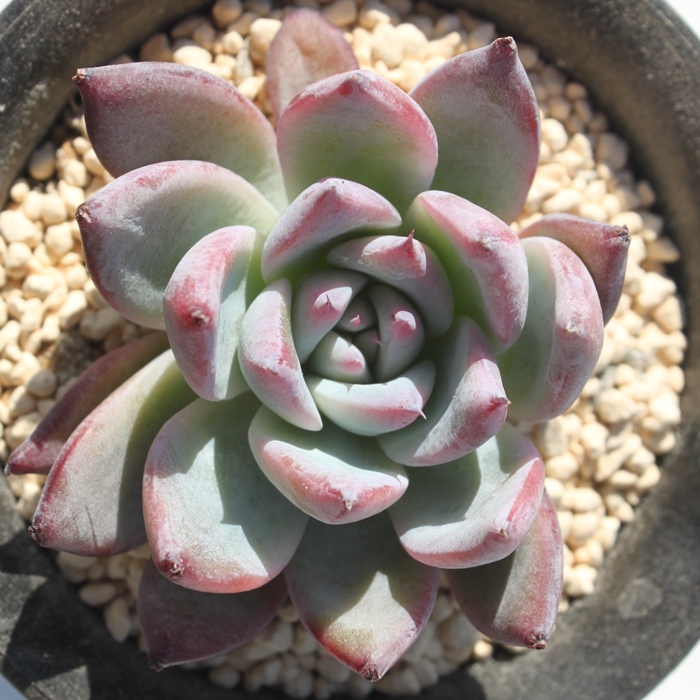 ubNToX,ubNToXʔ,ubNToXgt,ubNToXĕB₵,ubNToXt,GPxA-Echeveria Black Sabbath