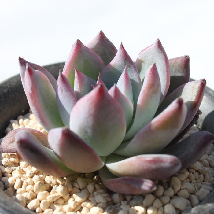 ubNToX,GPxA-Echeveria Black Sabbath