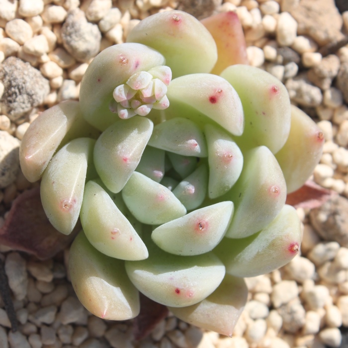 sNAbNX,sNAbNXʔ,sNAbNXgt,sNAbNXĕB₵,sNAbNXt,GPxA-Echeveria PinkAlex