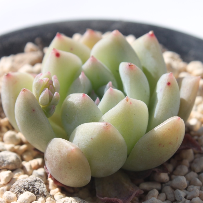 sNAbNX,GPxA-Echeveria PinkAlex