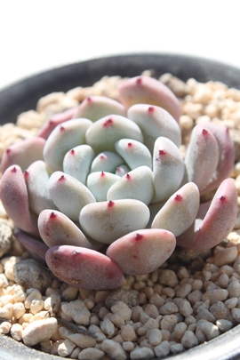 re,reʔ,regt,reĕB₵,ret,GPxA-Echeveria Beyonte