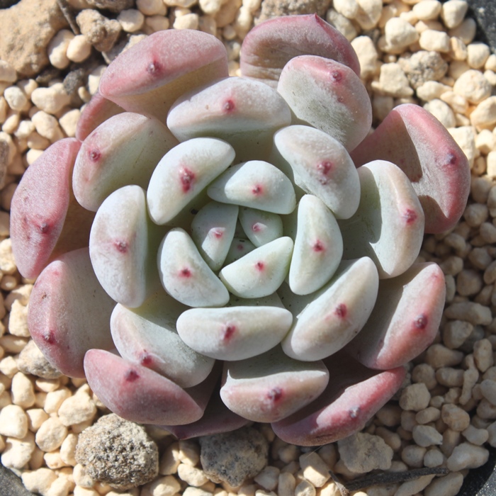 re,reʔ,regt,reĕB₵,ret,GPxA-Echeveria Beyonte