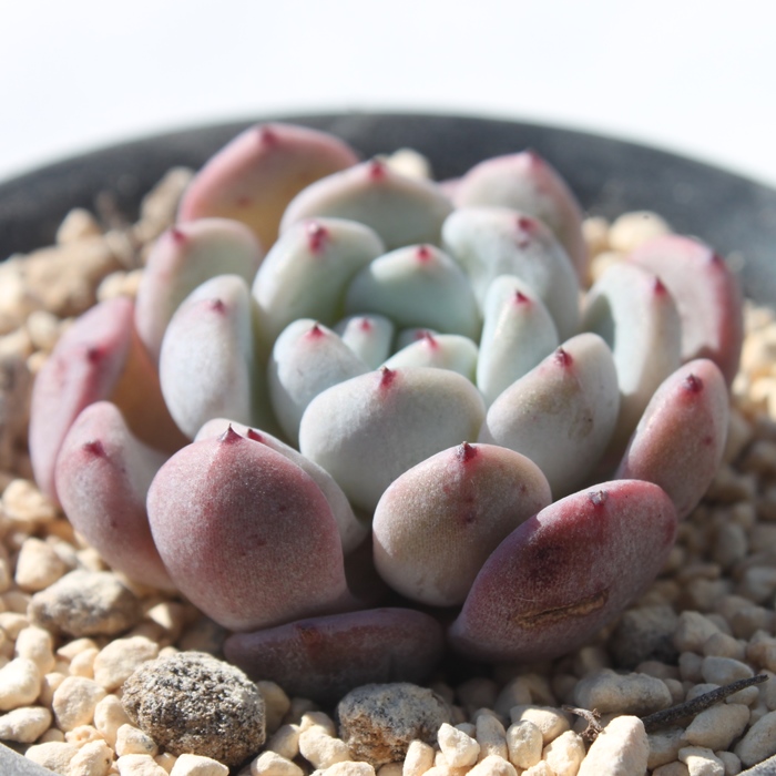 re,GPxA-Echeveria Beyonte