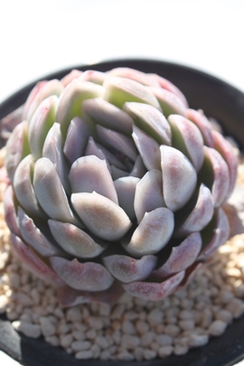 p[vx[,p[vx[ʔ,p[vx[gt,p[vx[ĕB₵,p[vx[t,GPxA-Echeveria Purple Berry