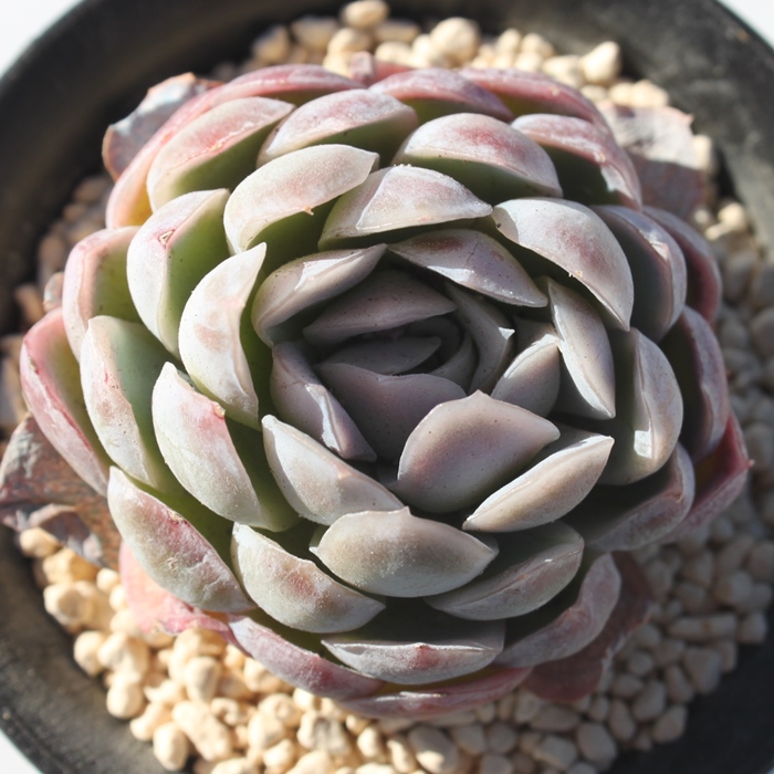 p[vx[,p[vx[ʔ,p[vx[gt,p[vx[ĕB₵,p[vx[t,GPxA-Echeveria Purple Berry