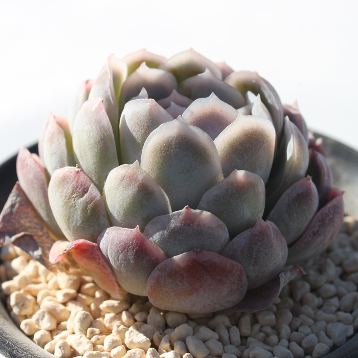 p[vx[,GPxA-Echeveria Purple Berry