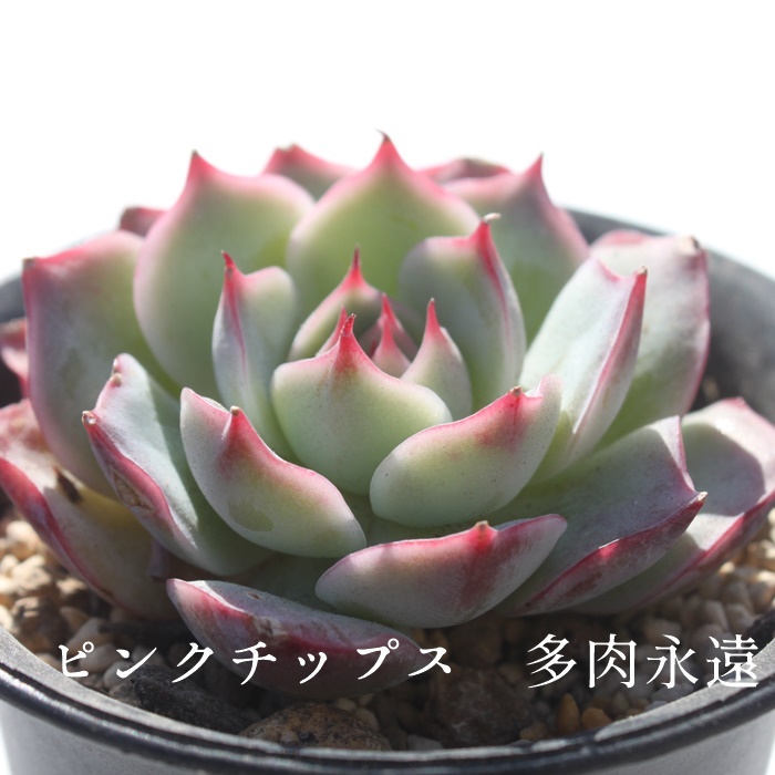 sN`bvX,GPxA-Echeveria Pink Chips