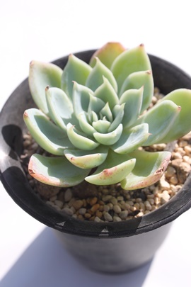 pW[,pW[ʔ,pW[gt,pW[ĕB₵,pW[t,GPxA-Echeveria Pink sky