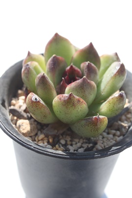 ubNNC[,ubNNC[ʔ,ubNNC[gt,ubNNC[ĕB₵,ubNNC[t,GPxA-Echeveria Blue Elf