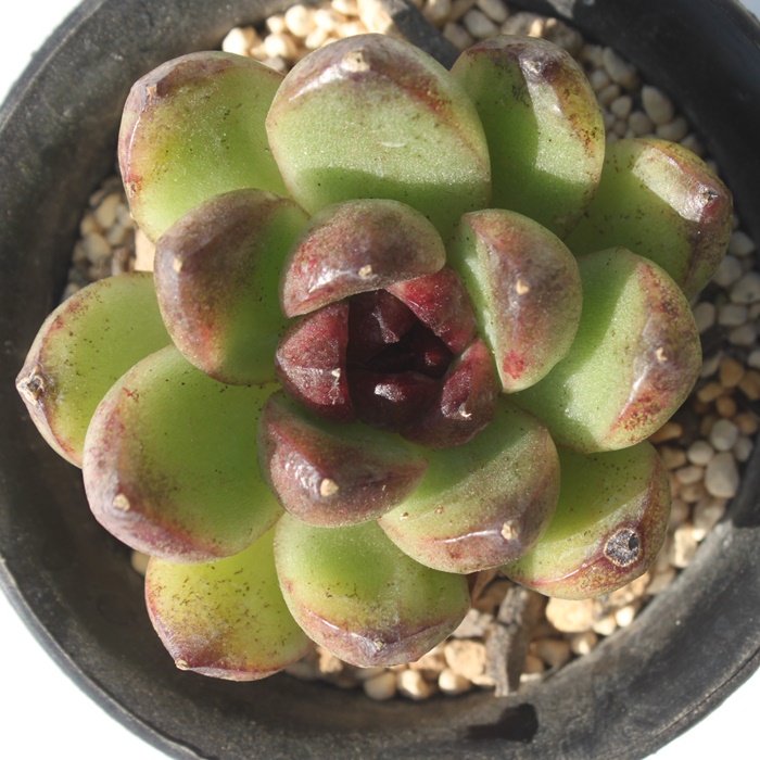 ubNNC[,ubNNC[ʔ,ubNNC[gt,ubNNC[ĕB₵,ubNNC[t,GPxA-Echeveria Black Queen