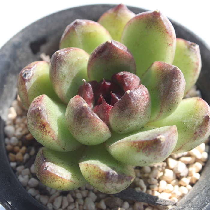 ubNNC[,GPxA-Echeveria Black Queen