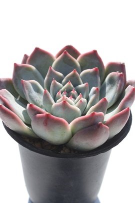 rOT,rOTʔ,rOTgt,rOTĕB₵,rOTt,GPxA-Echeveria hoipple