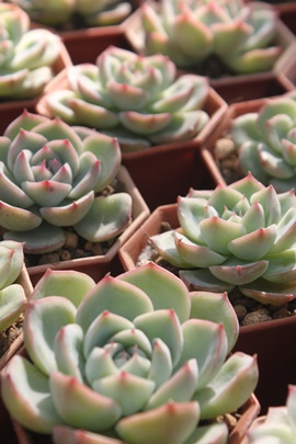 sNNX^[Y,sNNX^[Yʔ,sNNX^[Ygt,sNNX^[YĕB₵,sNNX^[Yt,GPxA-Echeveria Pink Crystal Rose