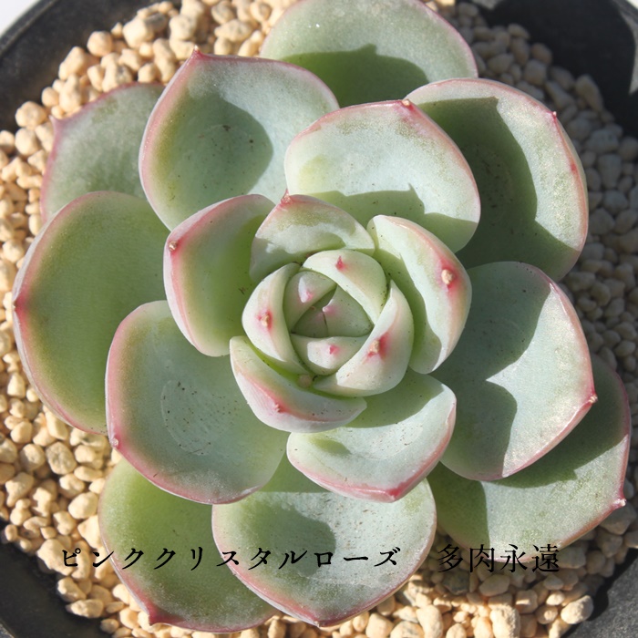 sNNX^[Y,sNNX^[Yʔ,sNNX^[Ygt,sNNX^[YĕB₵,sNNX^[Yt,GPxA-Echeveria Pink Crystal Rose