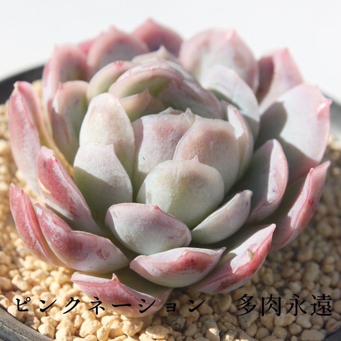 sNl[V,GPxA-Echeveria Pinknation