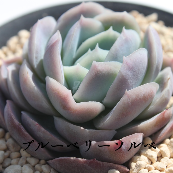 u[x[\x,GPxA-Echeveria Blueberrysorbet