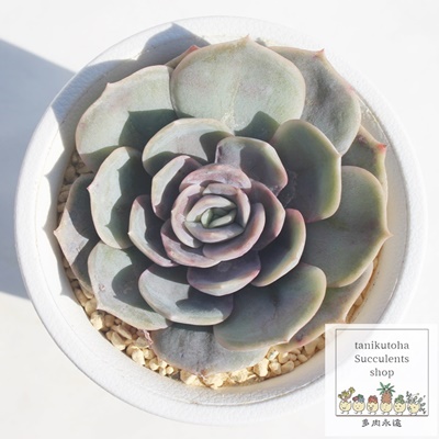 u[TvCY,GPxA,GPxAu[TvCYʔ,GPxÃu[TvCYĕ₵-Echeveria blue suprize,iɂƂ