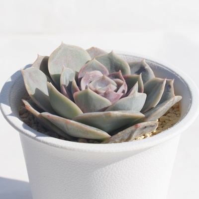 u[TvCY,GPxA,GPxAu[TvCYʔ,GPxÃu[TvCYĕ₵-Echeveria blue suprize,iɂƂ