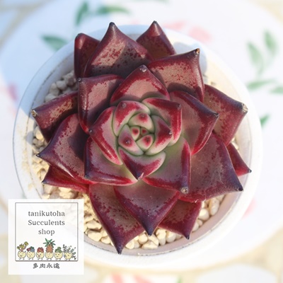 ubfBI,GPxA,GPxÃubfBIʔ,GPxÃubfBIĕ₵-Echeveria bloody romeo,iɂƂ