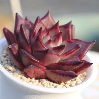 ubfBI,GPxA,GPxÃubfBIʔ,GPxÃubfBIĕ₵-Echeveria bloody romeo,iɂƂ