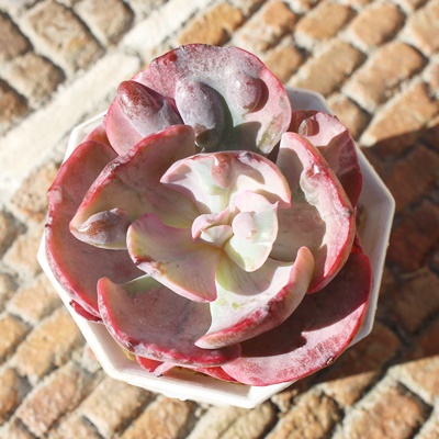 rZ,GPxA,GPxÃrZђʔ,GPxÃrZшĕ₵-Echeveria beyonce variegata,iɂƂ