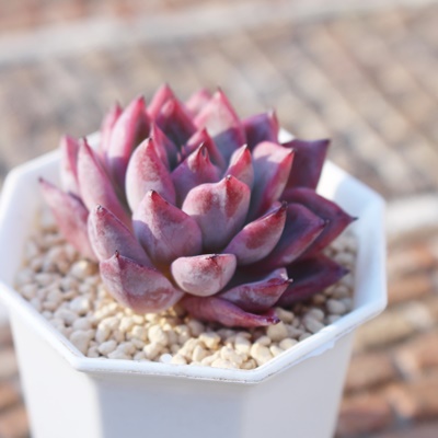 ubNX,GPxA,GPxÃubNXʔ,GPxÃubNXĕ₵-Echeveria black swan,iɂƂ