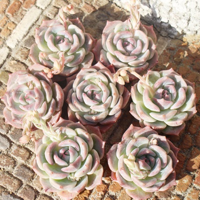 sJ`[,GPxA,GPxÃsJ`[ʔ,GPxÃsJ`[ĕ₵-Echeveria pikachu,iɂƂ