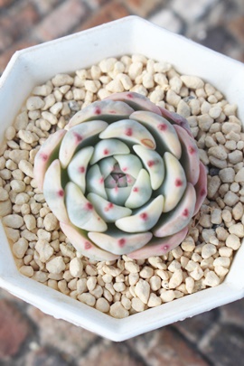 rZ,GPxA,GPxÃrZђʔ,GPxÃrZшĕ₵-Echeveria beyonce variegata,iɂƂ