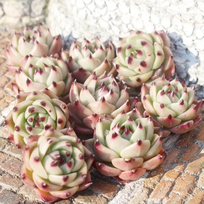 u[hS,GPxA,GPxÃu[hSʔ,GPxÃu[hSĕ₵-Echeveria bluedoragon,iɂƂ