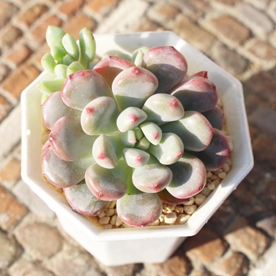 sNs[`,GPxA,GPxÃsNs[`ʔ,GPxÃsNs[`ĕ₵-Echeveria pinkpeach,iɂƂ