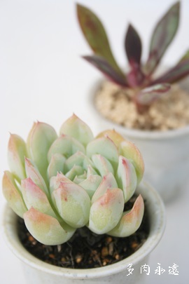 ԌAAGPxA-Echeveria cv 'KAGETUYA'