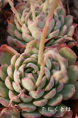 ԌAAGPxA-Echeveria cv 'KAGETUYA'