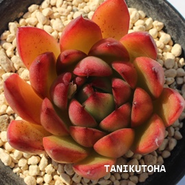 NX}XAGPxA-Echeveria cv 'Christmas'