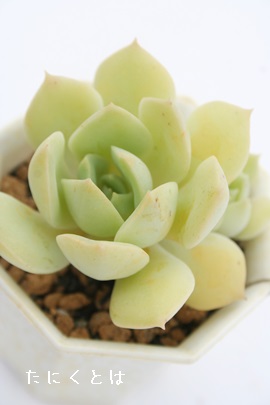 ═AԂAGPxA-Echeveria cv 'GINBUGEN'