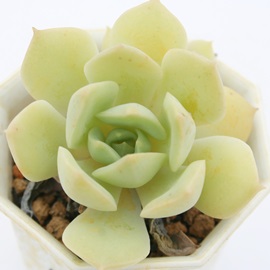 ═AԂAGPxA-Echeveria cv 'GINBUGEN'