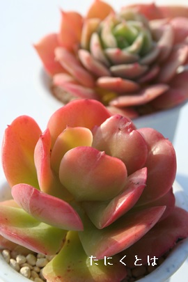 ▾VA߂ĂɂAGPxA-Echeveria cv 'GINMEITENNYO'