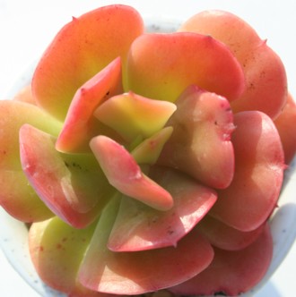 ▾VA߂ĂɂAGPxA-Echeveria cv 'GINMEITENNYO'