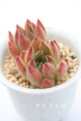 gPAAZbgIo[AGPxA-Echeveria cv 'SET-OLIVER'