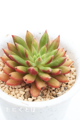 gPaAłAGPxA-Echeveria cv 'SPRVCE-OLIVER'