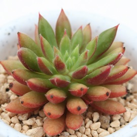 gPaAłAGPxA-Echeveria cv 'SPRVCE-OLIVER'