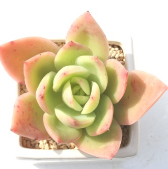 S[fO[AGPxA-Echeveria 'Golden Glow'