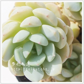 Q,񂰂AGPxA-Echeveria cv 'Whight Num'