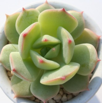 LqlAAGPxA-Echeveria cv 'CILHINEA'