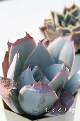 JeAGPxA-Echeveria cante