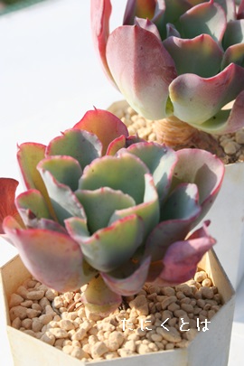 O[ObfXAGPxA-Echeveria cv 'GREEN GOODES'