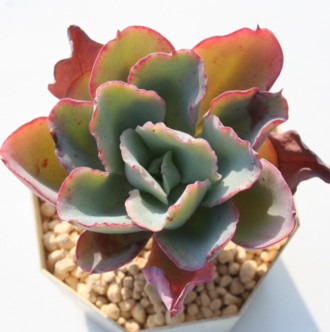 O[ObfXAGPxA-Echeveria cv 'GREEN GOODES'