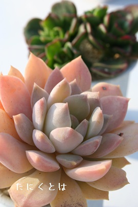 @A񂱂AGPxA-Echeveria cv 'GINKOUREN'