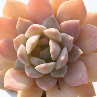 @A񂱂AGPxA-Echeveria cv 'GINKOUREN'