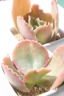 LfB[CgAGPxA-Echeveria 'CANDY LIGHT'