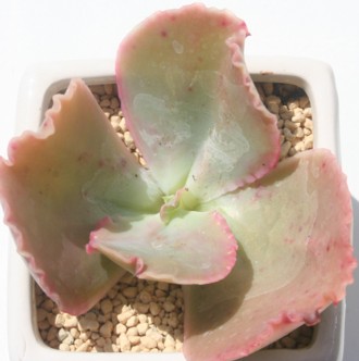 LfB[CgAGPxA-Echeveria 'CANDY LIGHT'